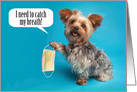 Thinking of You Yorkie Dog Holding Face Mask Coronavirus Humor card