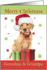 Merry Christmas Grandparents Cute Lab Puppy in Santa Hat Humor card