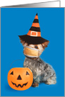 Happy Halloween Yorkie Dog in Coronavirus Face Mask Humor card