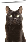 Happy Black Cat Appreciation Day card