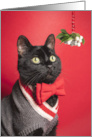 Merry Christmas Handsome Cat With Mistletoe Humor card