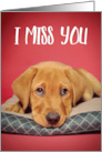 I Miss You Cute Labrador Puppy Dog With Sad Eyes card