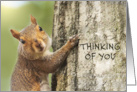 Thinking of You Cute Squirrel Climbing Tree Photograph card