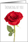 Thinking of You Beautiful Red Rose card