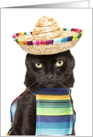 Happy Cinco De Mayo Cat in Sombrerro Humor card