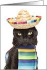 Happy Cinco De Mayo Cat in Sombrerro Humor card