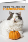 Happy Thanksgiving Cute Kitty Cat With Pumpkin card