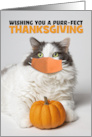 Happy Thanksgiving Cute Kitty Cat in Coronavirus Mask With Pumpkin card