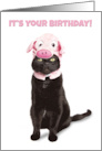 Happy Birthday For Anyone Funny Cat in Piggy Hat Humor card