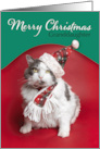 Merry Christmas Granddaughter Cute Cat Dressed For Holidays Humor card