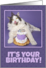 Happy Birthday Fat Cat Licking Face With Cake Humor card