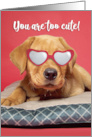 Happy Valeneitne’s Day Cute Labrador Puppy Humor card