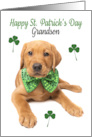 Happy St Patrick’s Day Grandson Cute Red Fox Lab Puppy card