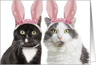 Happy Easter Two Cute Cats in Bunny Ears Humor card