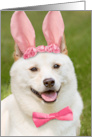 Happy Easter Anyone Shiba Inu Dog In Bunny Ears Humor card