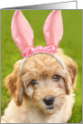 Happy Easter For Anyone Labradoodle Puppy Dog in Bunny Ears card