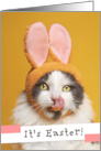 Happy Easter For Anyone Funny Cat in Bunny Ears Licking Face card