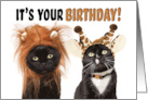 Happy Birthday For Anyone Cats Dressed as Wild Animals Humor card