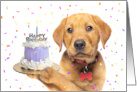 Happy Birthday From The Dog Puppy With Cake Humor card
