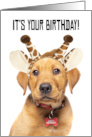 Happy Birthday For Anyone Cute Lab Puppy In Giraffe Ears Humor card