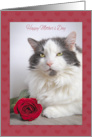 Happy Mother’s Day From the Cat Kitty With Rose Humor card