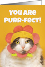 Encouragement Cute Cat in Flower Hat Humor card