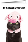 Happy Halloween For Anyone Cat in Pig Cosutme Humor card