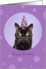 Happy Birthday For Anyone Funny Cat in Party Hat Humor card