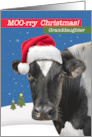 For Granddaughter Merry Christmas Funny Cow Humor card