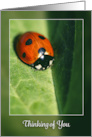 Thinking of You For Anyone Lady Bug Photograph card