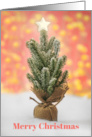 Merry Christmas For Anyone Small Tree With Star on Pink Lights card