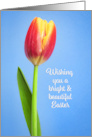 Happy Easter For Anyone Beautiful Tulip on Blue Photograph card