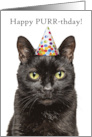 Happy Birthday For Anyone Cat in Party Hat Pun Humor card