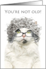 Happy Birthday Older Female Cat in Gray Wig With Glasses Humor card