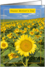 Happy Mothers Day Beautiful Sunflower Field card