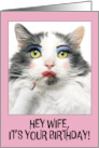 Happy Birthday Wife Funny Cat Putting on Lots of Make Up Humor card