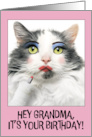 Happy Birthday Grandma Funny Cat Putting on Lots of Make Up Humor card