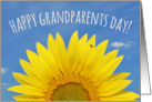 Happy Grandparents Day Beautiful Sunflower With Lady Bug Photograph card