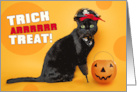 Happy Halloween Funny Black Cat Dressed as Pirate Humor card