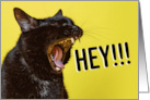 Happy Birthday For Anyone Yelling Cat Humor card