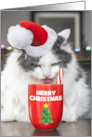 Merry Christmas For Anyone Funny Cat Drinking Hot Chocolate Humor card