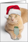 Merry Christmas For Anyone Orange Tabby Cat in Santa Hat with Present card