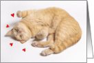 Happy Valentines Day For Anyone Cute Orange Tabby Cat Rolling Photo card