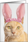 Happy Easter For Anyone Orange Tabby Cat in Bunny Ears Humor card