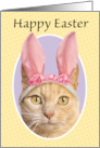 Happy Easter For Anyone Cute Orange Tabby Cat in Bunny Ears Humor card