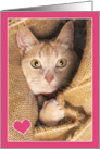 I Love You Orange Tabby Cat Love and Romance Humor Photograph card