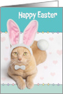 Happy Easter For Anyone Cute Ginger Cat in Bunny Costume Humor card