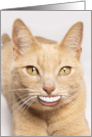Sending a Smile Funny Cat with Human Teeth Encouragement For Anyone card