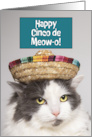 Happy Cinco De Mayo Funny Cat in Sombrero Humor card