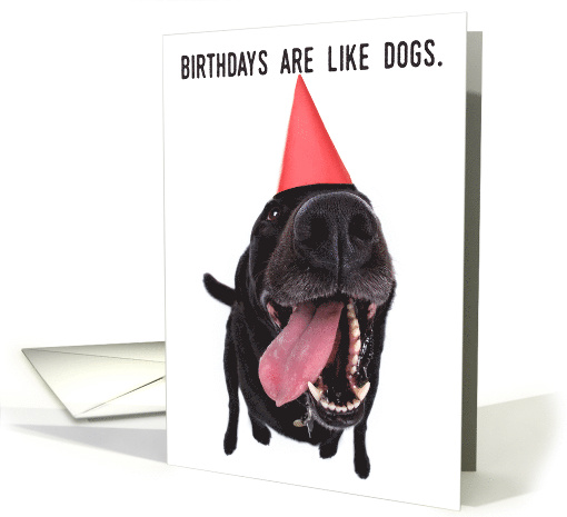 Birthdays Are Like Dogs Humorous For Anyone card (1519516)